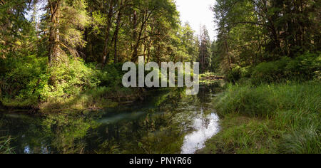 Tranquillo panorama vista sulla bella foresta nel deserto. Presi nel nord dell'isola di Vancouver, BC, Canada. Foto Stock