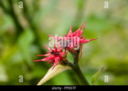 Euphorbia tithymaloides, noto anche come Pedilanthus tithymaloides, impianto a zig-zag e Devil's Backbone Foto Stock