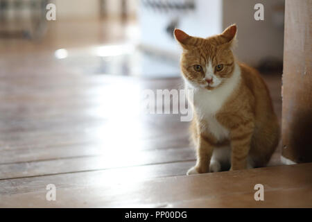 Gatto rosso in una stanza Foto Stock