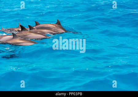 I delfini nuotare nelle acque in prossimità di Maldive Foto Stock