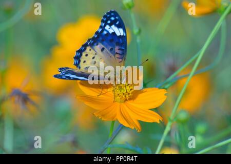I dettagli di macro di farfalla sul cosmo estate fiore Foto Stock