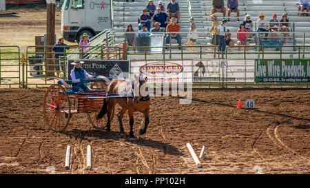 DGrass Valley, California, USA. 22 settembre 2018. Progetto di cavallo e la classica Fiera delle Messi al Nevada County Fairgrounds a Grass Valley. Questo classico è il principale progetto Horse Show nella parte occidentale degli Stati Uniti e offre sei maestosi spettacoli e altro intrattenimento non-stop tra classi. Credito: AlessandraRC/Alamy Live News Foto Stock