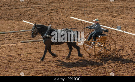 Grass Valley, California, USA. 22 settembre 2018. Progetto di cavallo e la classica Fiera delle Messi al Nevada County Fairgrounds a Grass Valley. Questo classico è il principale progetto Horse Show nella parte occidentale degli Stati Uniti e offre sei maestosi spettacoli e altro intrattenimento non-stop tra classi. Credito: AlessandraRC/Alamy Live News Foto Stock