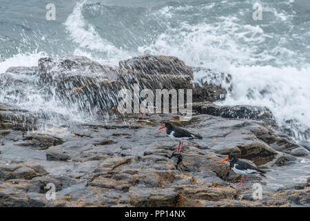 Mousehole, Cornwall, Regno Unito. Il 23 settembre 2018. Regno Unito Meteo. Oyster catturatori di essere sopraffatti da onde sul lungomare di questa mattina. In rapido movimento di nuvole temporalesche questa mattina su Mousehole, con le sole ultime attraverso solo brevemente. Raffiche di vento fino a 60mph vengono meteo lungo la costa in seguito. Credito: Simon Maycock/Alamy Live News Foto Stock