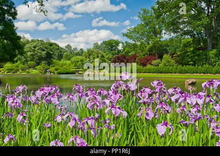 ST. LOUIS - 12 giugno: Bright puffy nuvole nel cielo blu su iridi rosa accanto al lago nel giardino giapponese in corrispondenza del giardino botanico del Missouri a metà Foto Stock