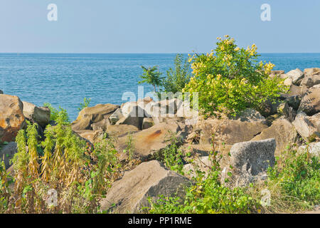 Golden-albero di pioggia tra le rocce lungo la riva del lago Erie a Cleveland Lakefront Prenotazione. Foto Stock