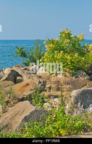 Golden-albero di pioggia tra le rocce lungo la riva del lago Erie a Cleveland Lakefront Prenotazione. Foto Stock