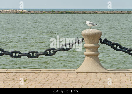 Un posto accanto al lago Erie a Cleveland Voinovich Park sembra essere il luogo perfetto per un anello di gabbiano fatturati per rilassarsi su una molto nuvoloso giorno d'estate. Foto Stock