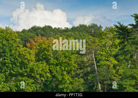 Puffy nuvole sporgono al di sopra di una linea di alberi con un accenno di rosso fogliame di autunno tra il verde a San Louis Forest Park su un pomeriggio in early Octobe Foto Stock