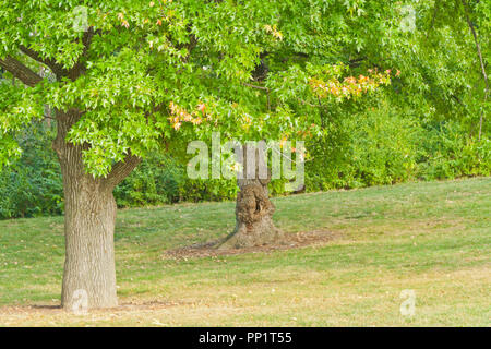 Struttura Sweetgum inizio a don il suo abito autunnale presso San Louis Forest Park su un pomeriggio ai primi di ottobre. Foto Stock