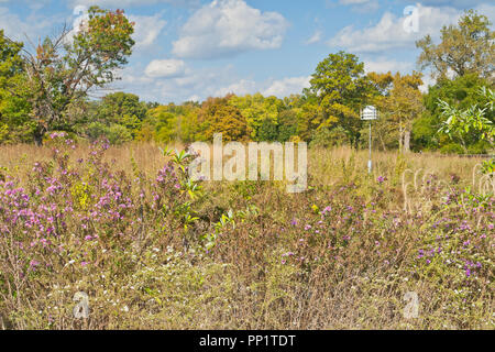 Gli astri e una birdhouse per viola martins in Forest Park's Steinberg Prairie in una giornata autunnale, come puffy nuvole loll da. Foto Stock