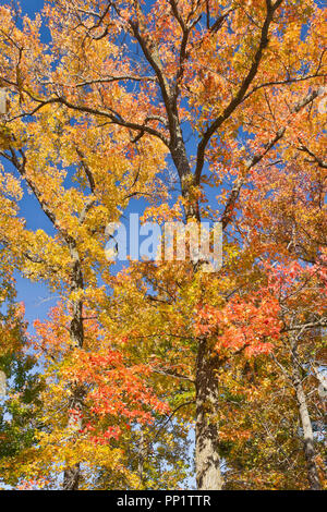 La spettacolare multi-colore di autunno fogliame di un albero sweetgum a St Louis Forest Park con uno sfondo di cielo blu. Foto Stock