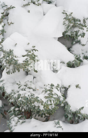 Quando si arriva a 8 pollici di neve, davvero rinfresca fino al cantiere. La pianta è una singleseed ginepro. Foto Stock