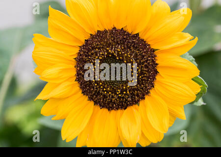 Girasoli al vento. Fiorisce in vari stati di fioritura in estate. Grandi distese di girasoli in giardino. Close up di fiori. Foto Stock