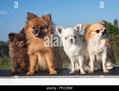 Wet piccoli cani seduta, due Pomerania e due chihuahua Foto Stock