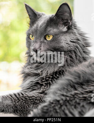 Close up ritratto del bellissimo gatto grigio giace sul davanzale in prossimità di una finestra aperta con zanzariere. Vista macro Foto Stock