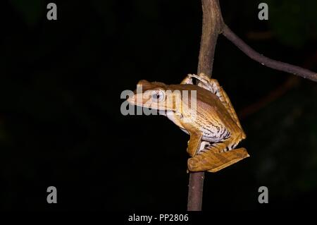 Un file-eared Treefrog (Polypedates otilophus) appollaiato su un ramo sottile di Danum Valley Conservation Area, Sabah, Malaysia orientale, Borneo Foto Stock