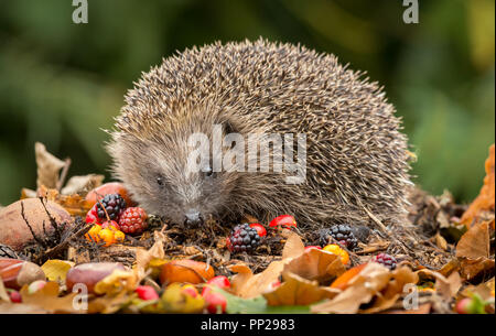 Riccio, Wild, nativo, hedgehog europea in autunno o cadere con more e red cinorrodi. Orizzontale. Nome scientifico: Erinaceus europaeus. Foto Stock