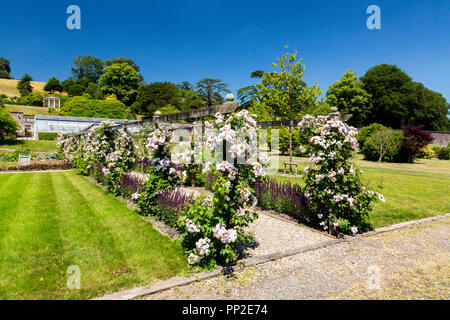 Rose rampicanti sulla pergola dentro il giardino murato a Castle Hill House e giardini,vicino a Filleigh, Devon, Inghilterra, Regno Unito Foto Stock