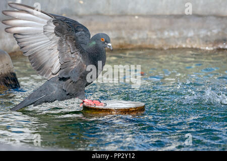 Colomba con ali aperte in una fontana Foto Stock