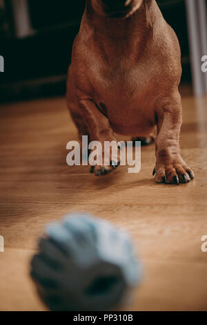 Il salto del cane in eccitazione in previsione della riproduzione, motion blur, focus poco profonde. Foto Stock