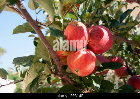 Un cluster di mele rosse sono freschi dalla struttura ad albero e pronto per mangiare Foto Stock