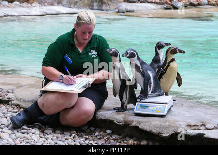 Zoo keeper pesa e misure di animali durante l annuale pesare-in presso lo Zoo di Londra offre: Pinguini dove: Londra, Regno Unito quando: 23 Ago 2018 Credit: Dinendra Haria/WENN Foto Stock