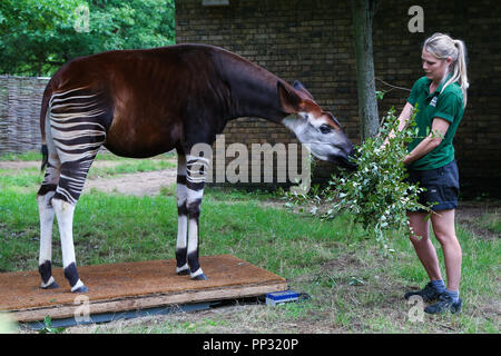 Zoo keeper pesa e misure di animali durante l annuale pesare-in presso lo Zoo di Londra offre: Okapi dove: Londra, Regno Unito quando: 23 Ago 2018 Credit: Dinendra Haria/WENN Foto Stock