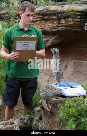 Zoo keeper pesa e misure di animali durante l annuale pesare-in presso lo Zoo di Londra offre: Meerkats dove: Londra, Regno Unito quando: 23 Ago 2018 Credit: Dinendra Haria/WENN Foto Stock