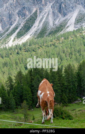 Un gruppo di Red-White le mucche svizzere impegnate nel comportamento di accoppiamento delle Dolomiti italiane, vicino a Passo Giau, in un pomeriggio d'estate. Foto Stock