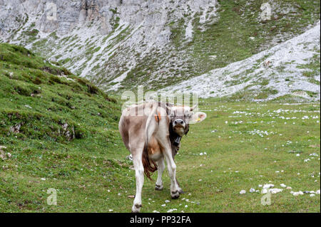 Una mucca leccare il suo retro di pascolare su un prato di alta montagna in Tre Cime Parco Nazionale delle Dolomiti italiane un pomeriggio estivo Foto Stock