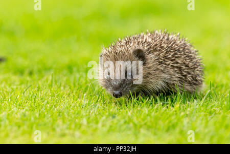 Riccio, giovani, selvatici, nativo, hedgehog europea, rivolto verso destra nel giardino naturale l'impostazione. Nome scientifico: Erinaceus europaeus. Orizzontale. Foto Stock