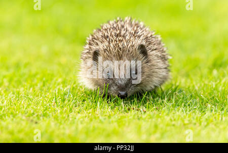 Riccio, giovani, selvatici, nativo, hedgehog europeo rivolto in avanti nel giardino naturale habitat. Nome scientifico: Erinaceus europaeus. Orizzontale. Foto Stock