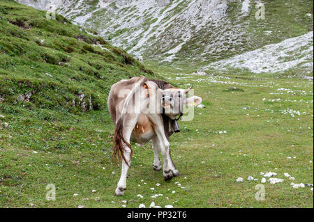 Una mucca leccare il suo retro di pascolare su un prato di alta montagna in Tre Cime Parco Nazionale delle Dolomiti italiane un pomeriggio estivo Foto Stock