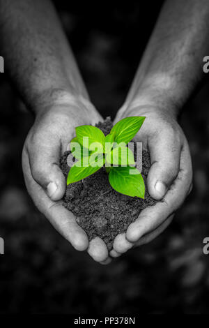 Salvare la natura concetto, mano con albero, salvare la Terra, Verde sfondo bokeh, Ambientale giorno speciale, Foto Stock