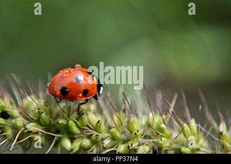 Closeup ritratto di bella coccinella umido a piedi su erba verde al giorno di pioggia Foto Stock