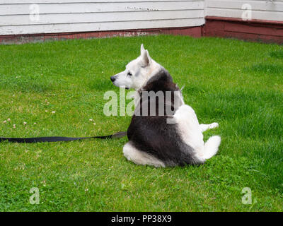 Husky cane sdraiati sull'erba Foto Stock