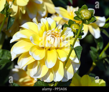 Varietà di crisantemo bahama dalia limone , un fiore in close-up, una grande giallo con petali di colore bianco sulle punte, illuminato dalla luce del sole, Foto Stock