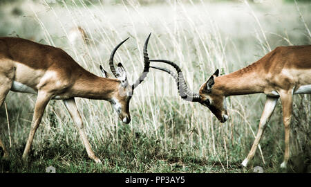 Due maschi, Grant's Gazelle, a colpi di corna, Massai Mara riserva nazionale, Kenya, Africa. Foto Stock