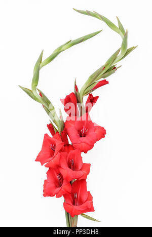 Due red Gladiolas isolato Foto Stock