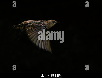 Un giovane Starling (Sturnus vulgaris) in volo contro uno sfondo scuro, Warwickshire Foto Stock