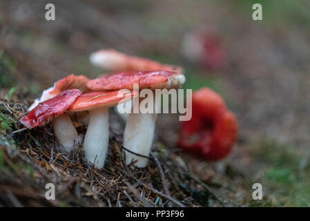 Motivi della foresta al Parco Nazionale di Snowdonia Foto Stock