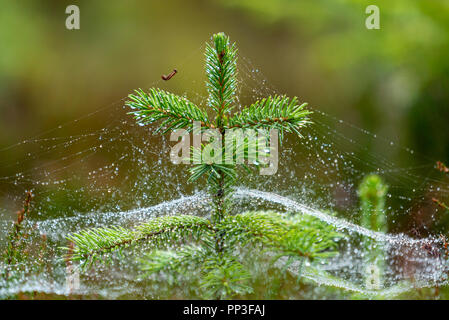 Caterpillar trasportare gocce d'acqua sulla linea di seta intorno all albero di Natale Foto Stock