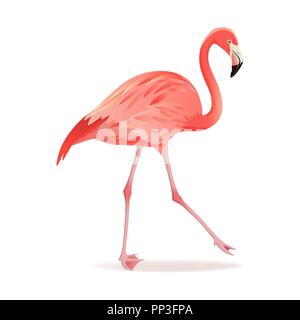 Rosso e rosa fenicottero illustrazione vettoriale. Raffreddare gli uccelli esotici a piedi design decorativo raccolta di elementi. Flamingo isolati su sfondo bianco Illustrazione Vettoriale