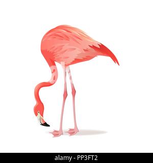 Rosso e rosa fenicottero illustrazione vettoriale. Raffreddare gli uccelli esotici in piedi, design decorativo raccolta di elementi. Flamingo isolati su sfondo bianco Illustrazione Vettoriale