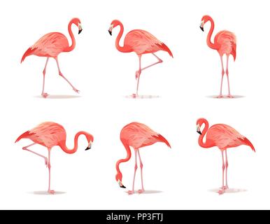 Rosso e fenicottero rosa set, illustrazione vettoriale. Raffreddare gli uccelli esotici in diverse pose design decorativo raccolta di elementi. Flamingo isolati su sfondo bianco Illustrazione Vettoriale