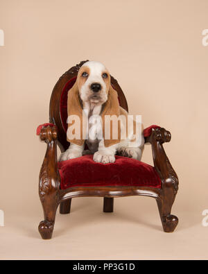 Carino Basset Hound puppy in una sedia reale su una crema sfondo colorato Foto Stock