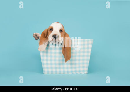 Carino Basset Hound puppy in un blu cestello a scacchi su uno sfondo blu Foto Stock