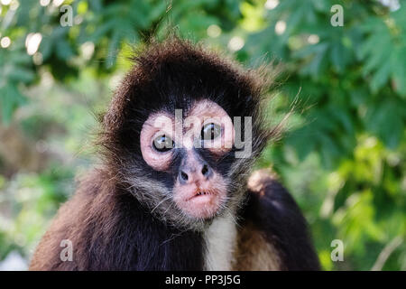 Spider Monkey Messico Foto Stock