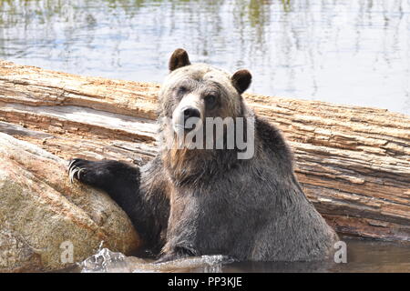 Canadian orso grizzly, Presso Grouse Mountain, in Vancouver, British Columbia. Foto Stock